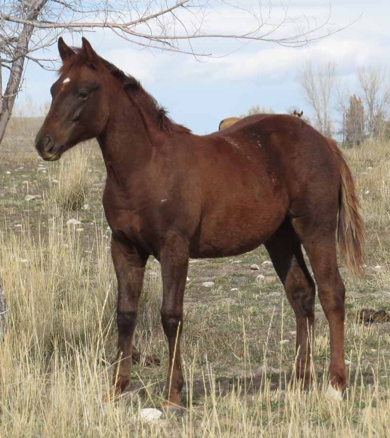 Brown horse standing in a grassy field under a partly cloudy sky
