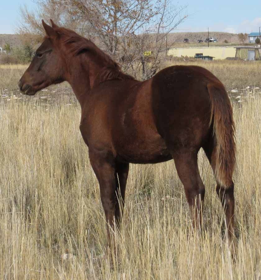 Brown horse standing in tall dry grass in a field
