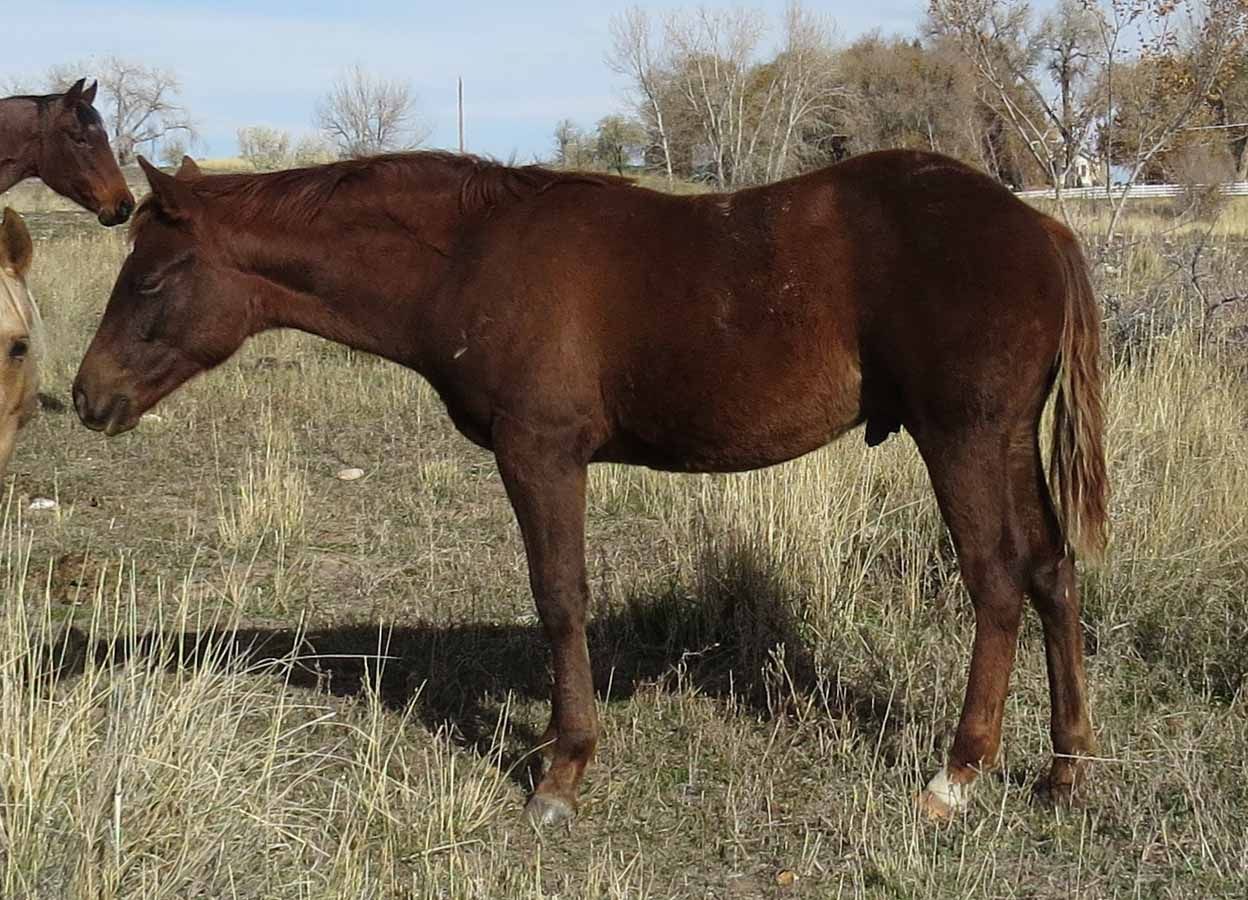 Brown horse standing in a grassy field with another horse partly visible nearby