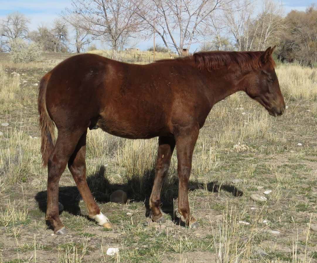 Brown horse standing in a grassy field with sparse trees in the background