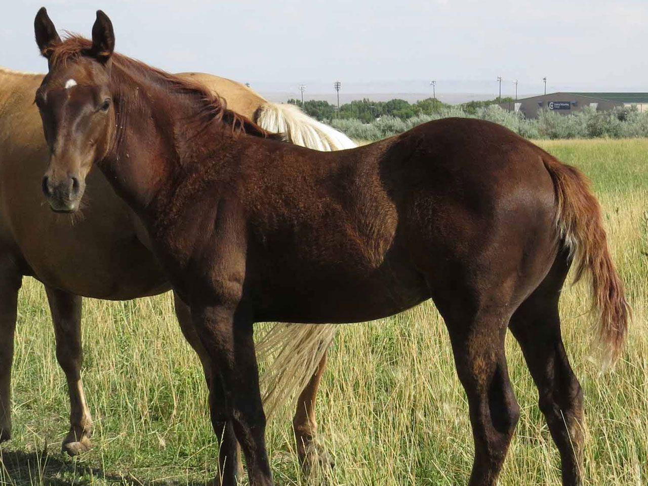 ranch-riding-prospects-for-sale