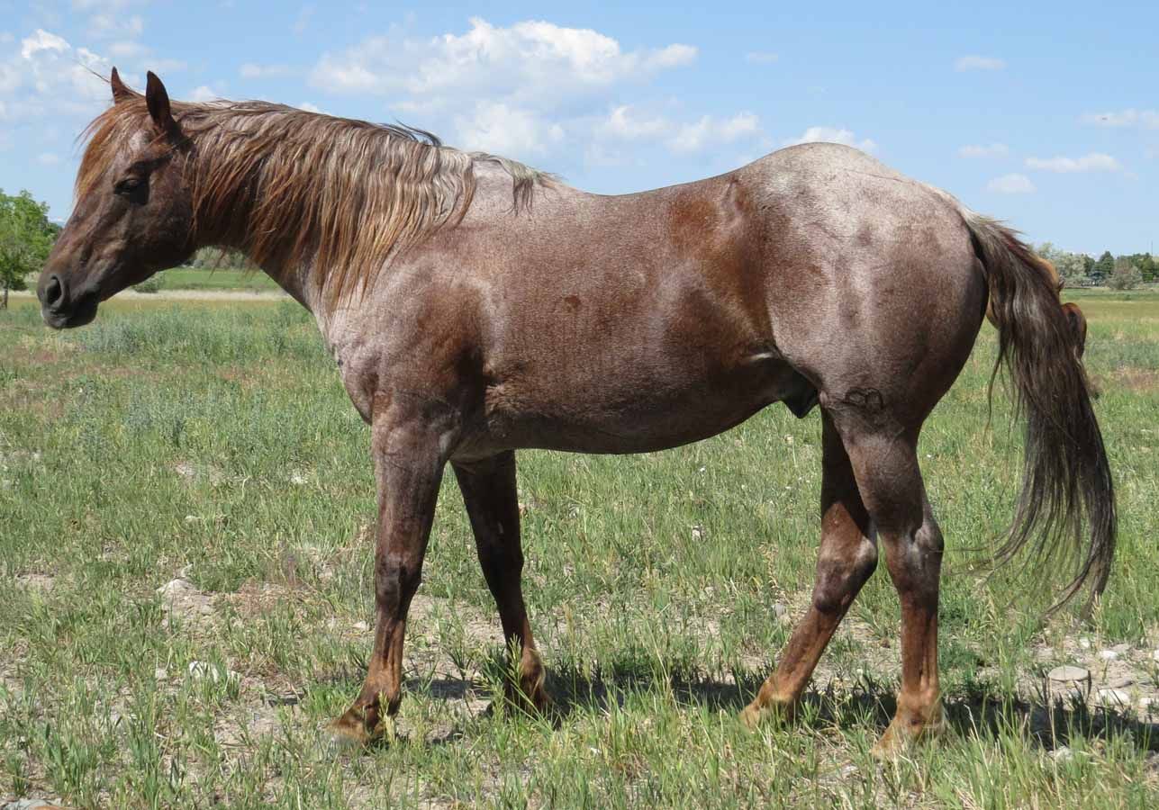 Brown horse standing in a grassy field under a blue sky