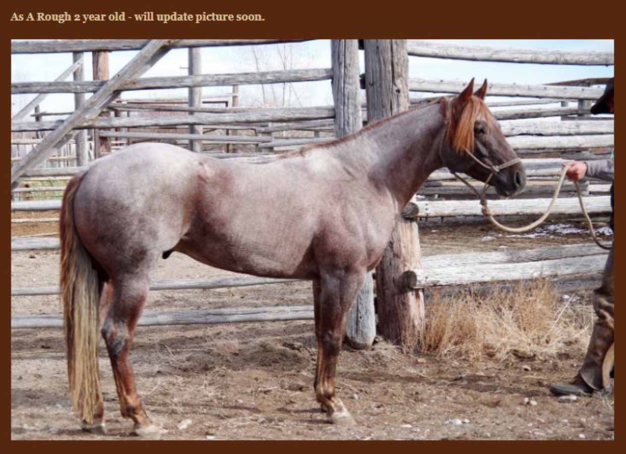 Brown horse standing in a muddy pen beside a wooden fence