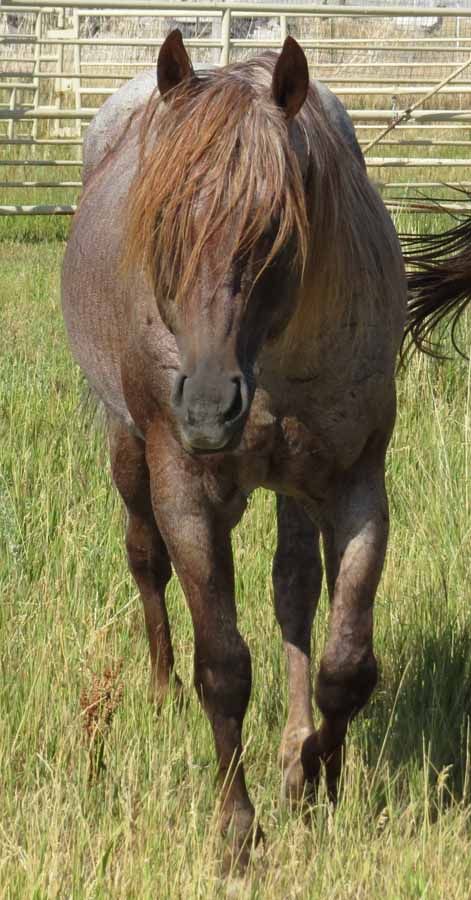 Brown horse standing in a grassy field, facing forward with its mane covering part of its face.