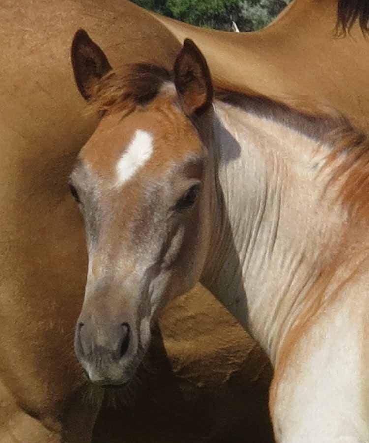 Close-up of a brown-and-white foal with a white blaze on its face, standing beside another horse