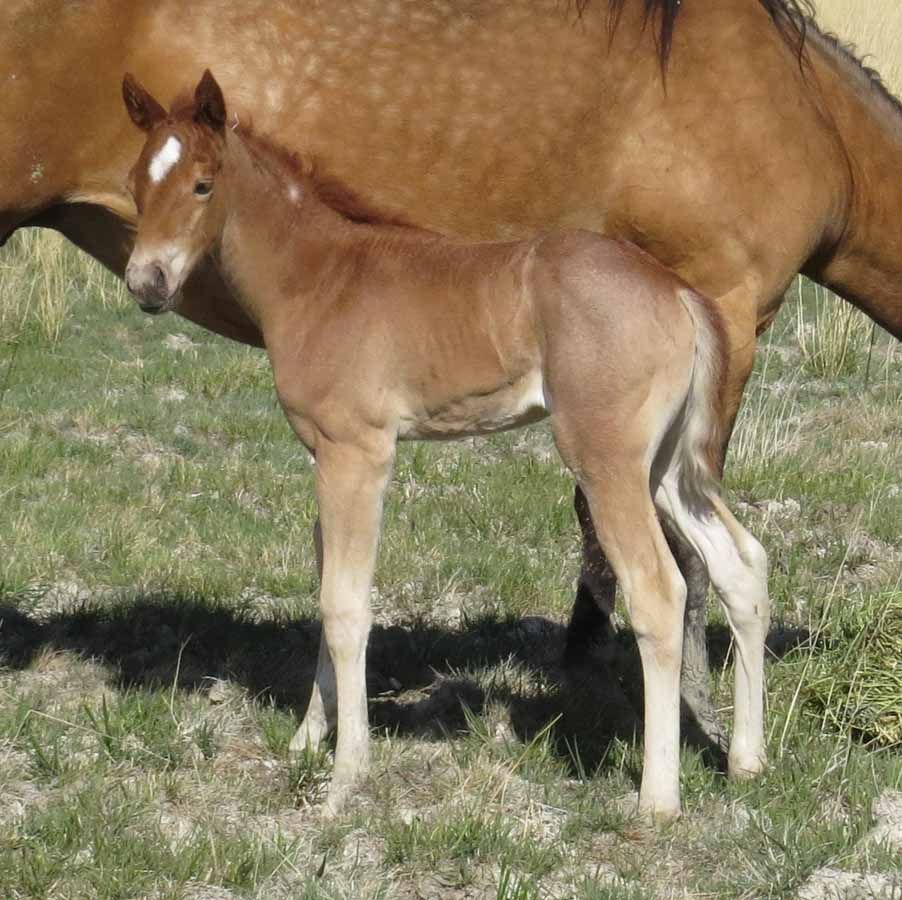 Light brown foal standing on grass beside an adult horse outdoors