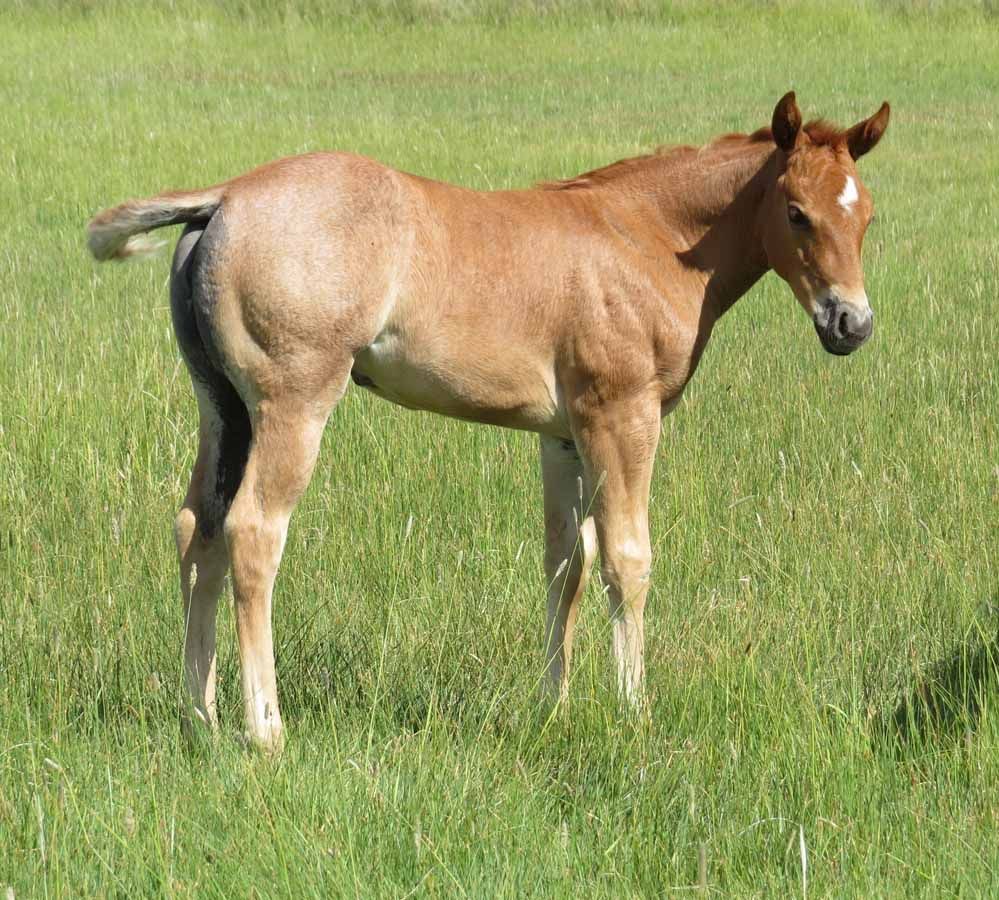 Young brown foal standing in a green grassy field, facing the camera.