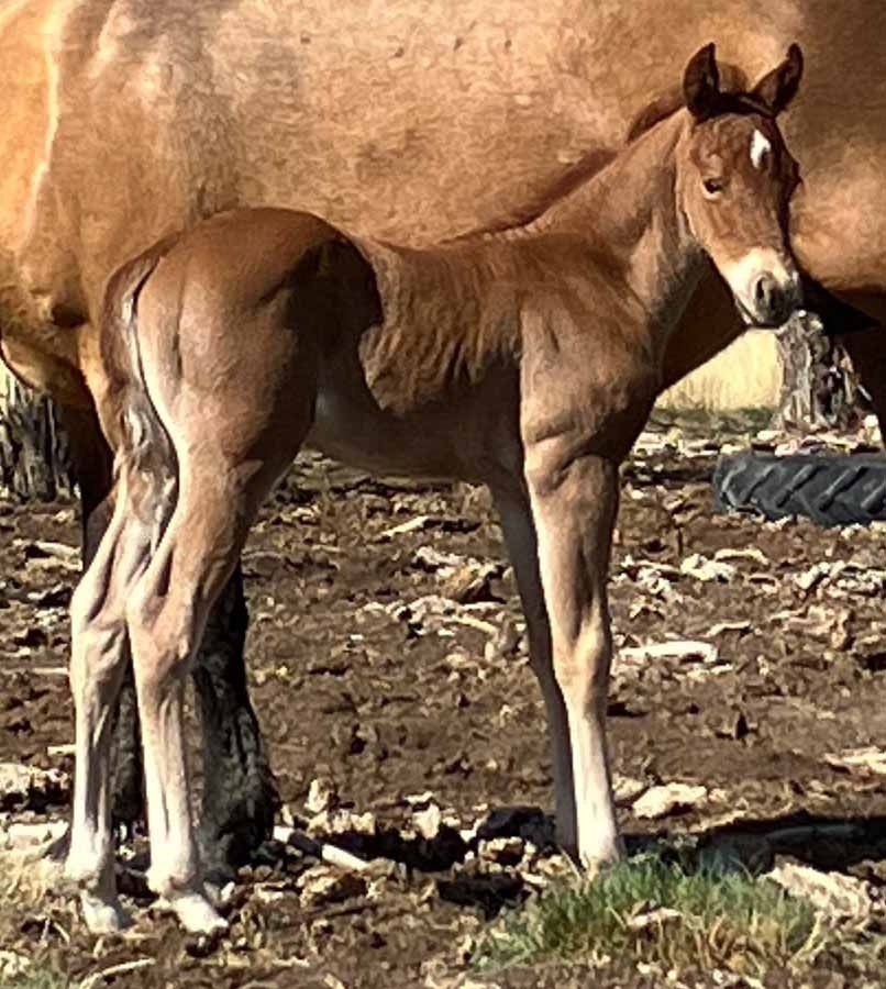 Young brown horse standing on rocky ground near a wall, facing the camera.