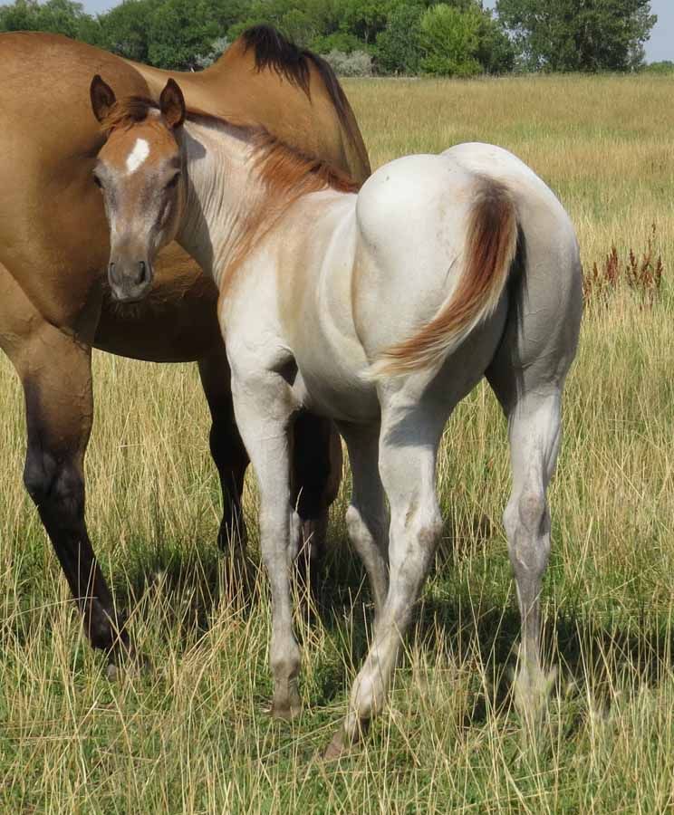 Two horses standing in a grassy field, one brown and one white with a tan mane and tail