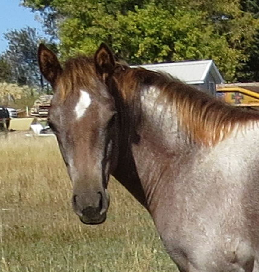 Brown and white horse standing in a grassy field with a barn in the background