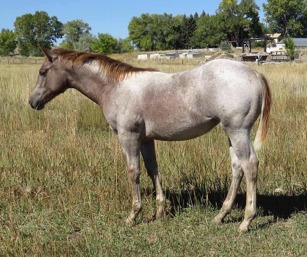 Gray horse standing in a grassy field with trees and buildings in the background