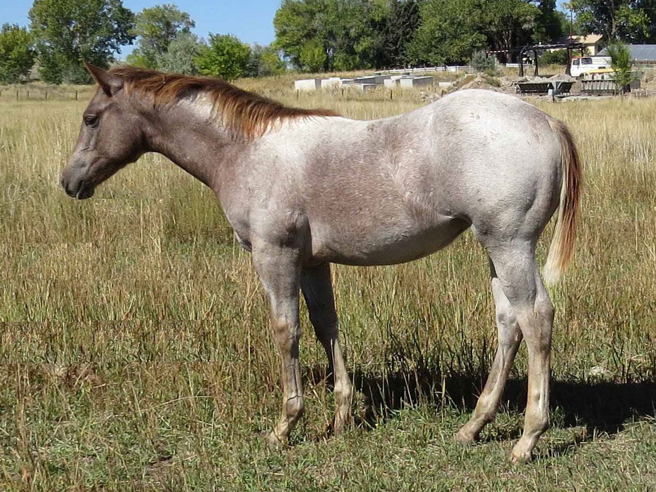 reining-horse-prospects-for-sale