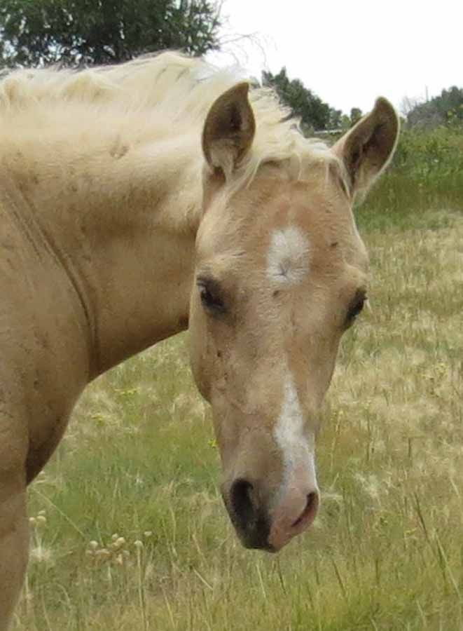 Light tan horse standing in a grassy field, facing the camera.