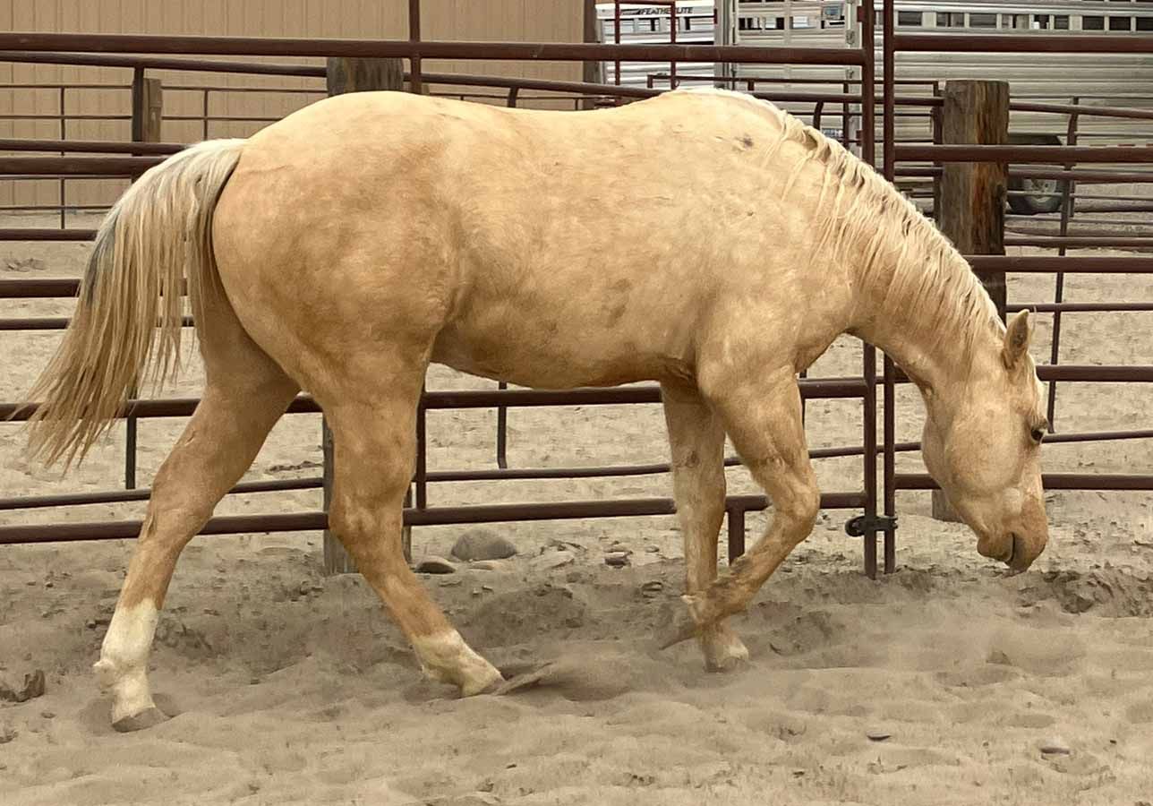 Palomino horse grazing in a sandy arena by a metal fence