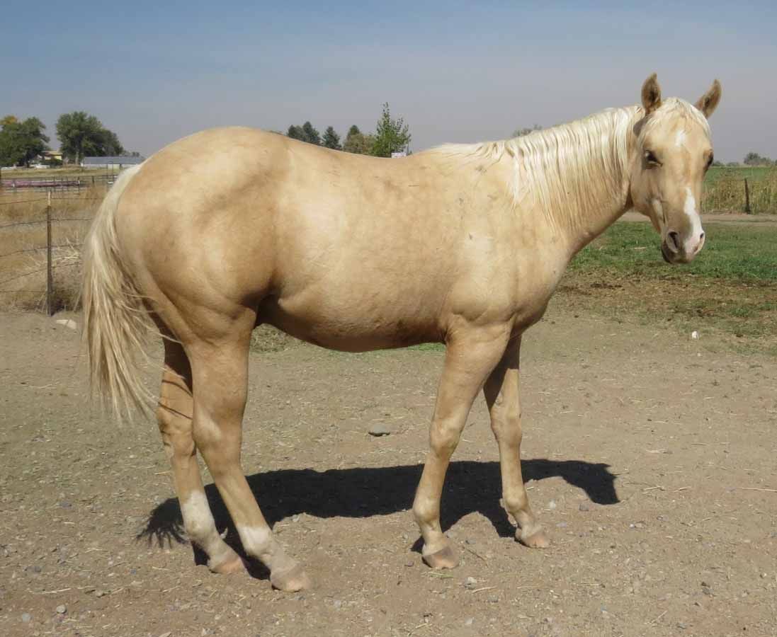 Light tan horse standing on a dirt path in a rural field