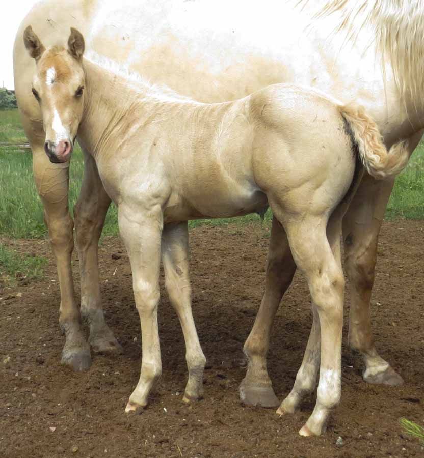Two light tan foals standing on dirt beside a white horse