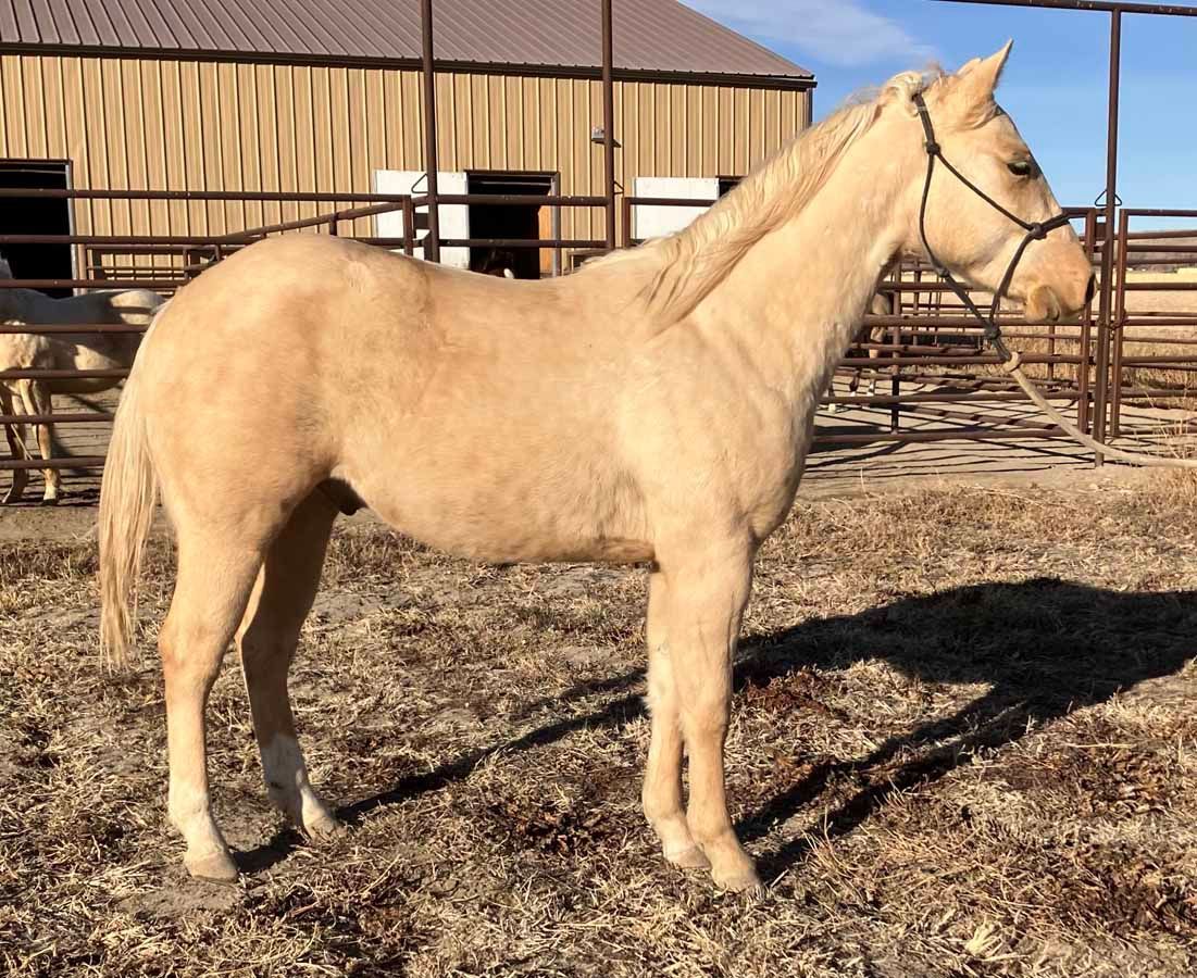 Light tan horse standing in a dirt paddock near a barn on a sunny day