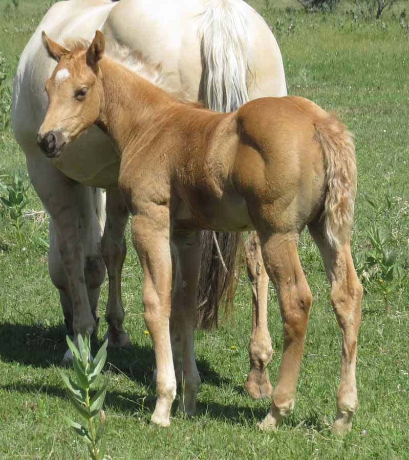 A tan foal standing in grass beside a white horse.