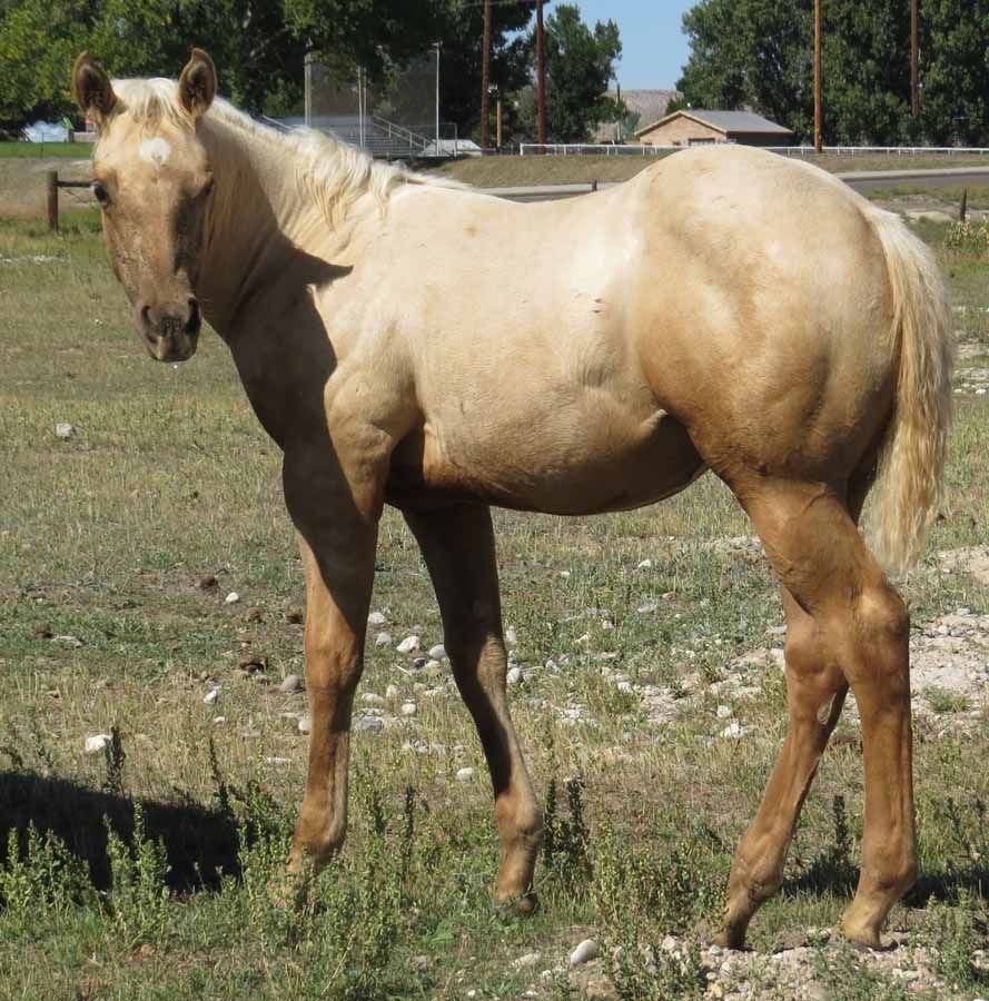 Light tan horse standing in a grassy field, facing left.