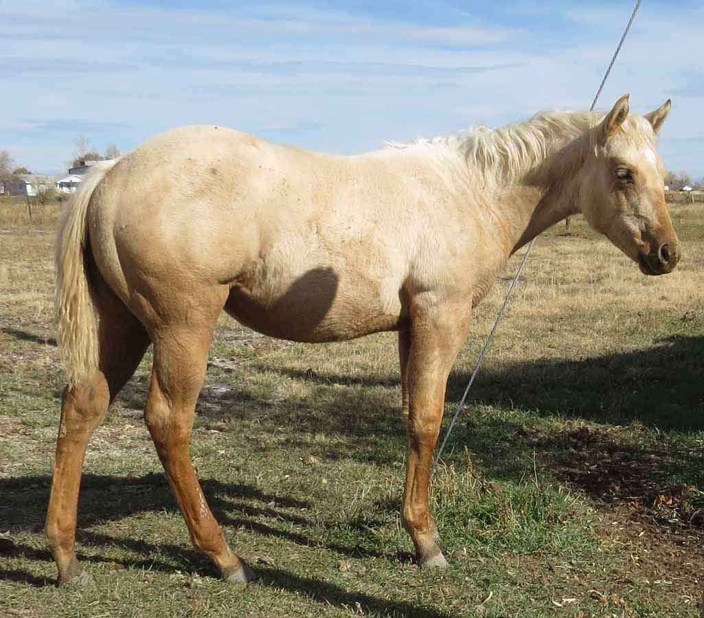 Light tan horse standing in a grassy field under a blue sky