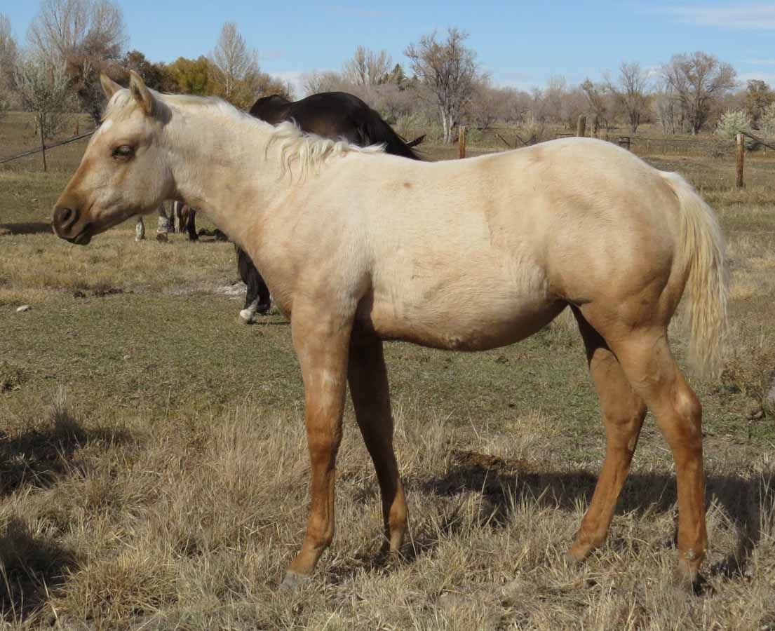 Light tan horse standing in a dry pasture with another horse behind it.