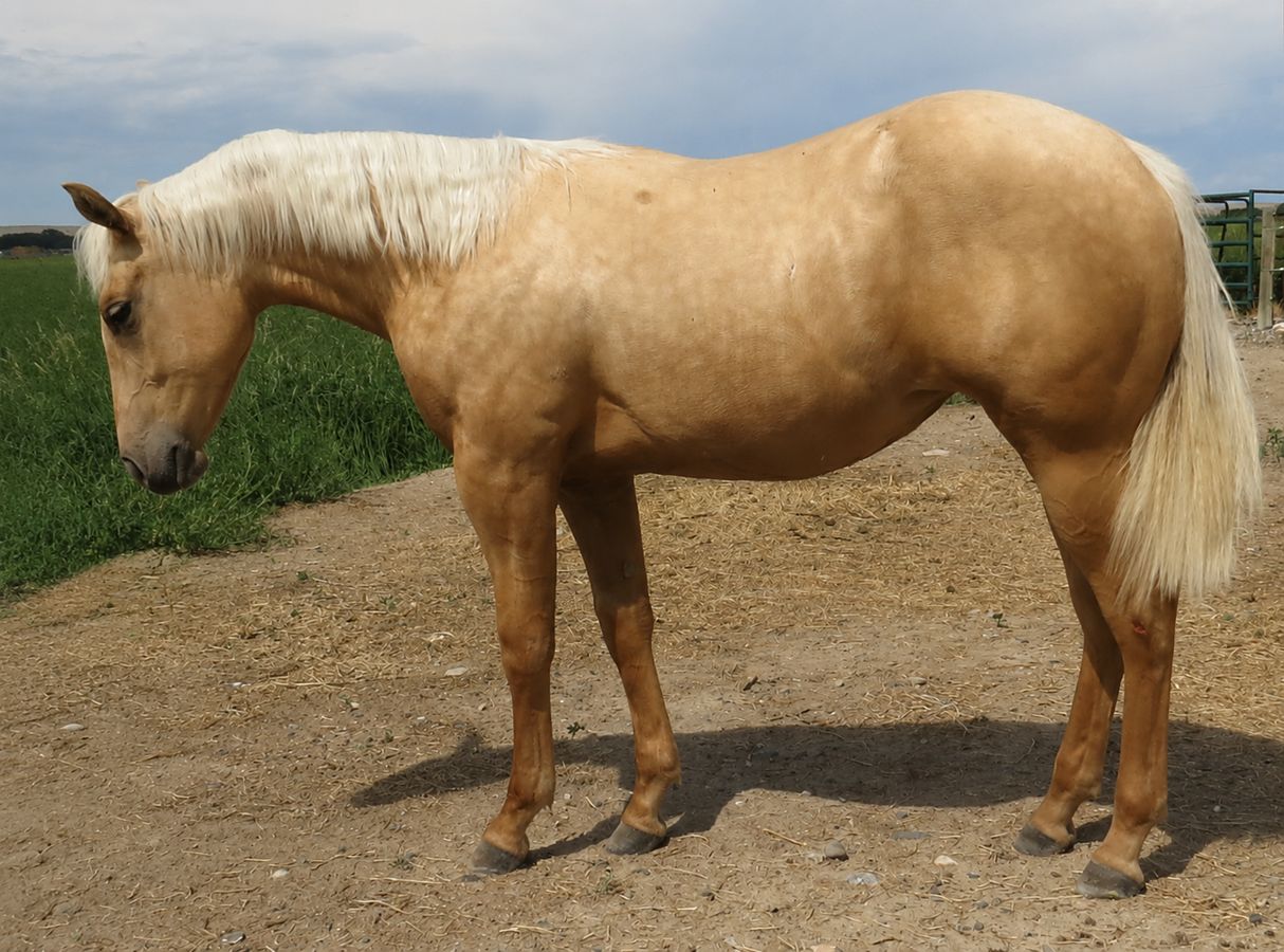 Palomino horse standing on a dirt path beside green fields under a cloudy sky