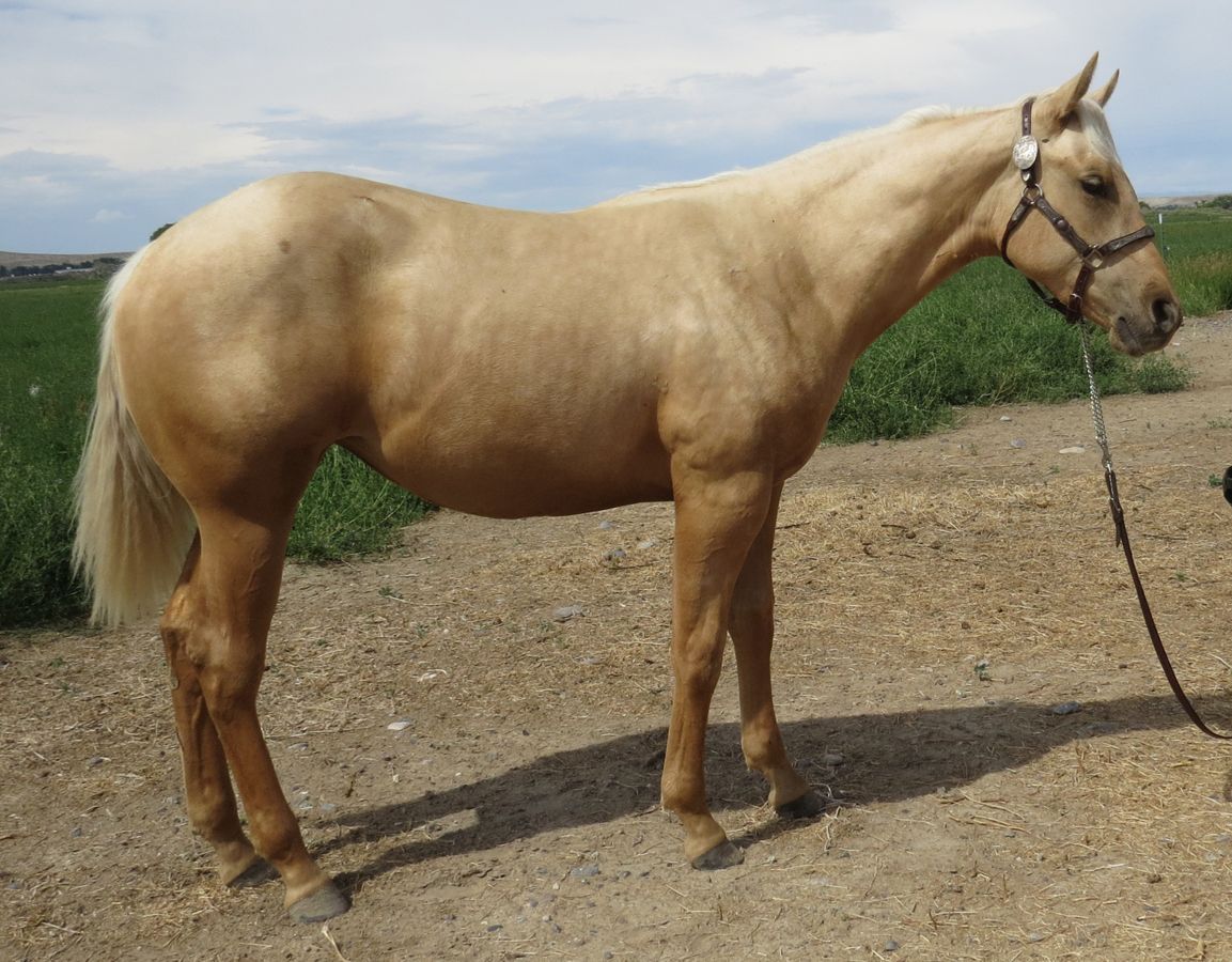 Palomino horse standing on a dirt path, wearing a halter with a lead rope, outdoors under a cloudy sky