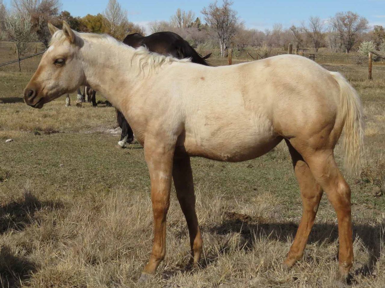 reining-horse-prospects-for-sale