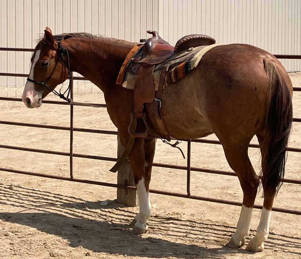Saddled brown horse standing beside a metal fence in a sandy paddock