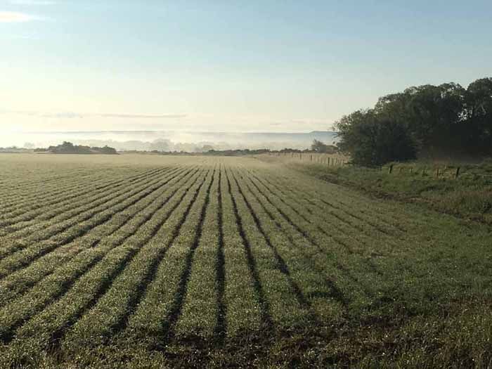 hay-farming