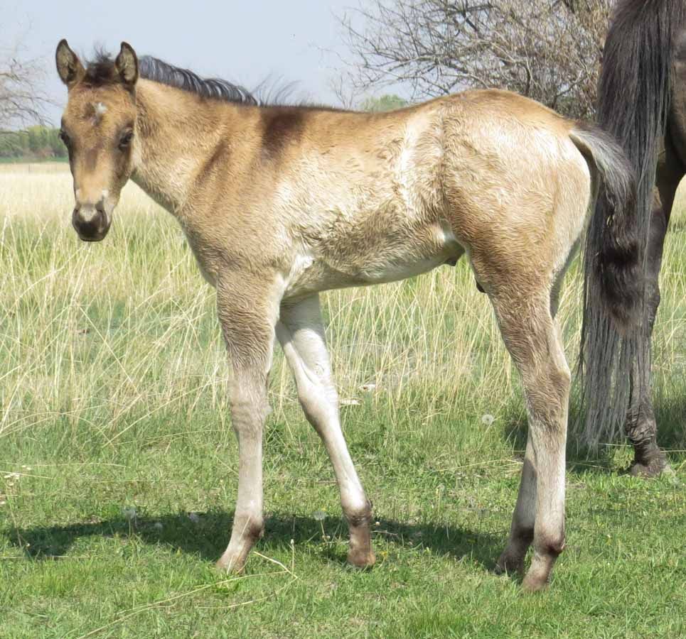 Young foal standing in tall grass beside an adult horse in a field