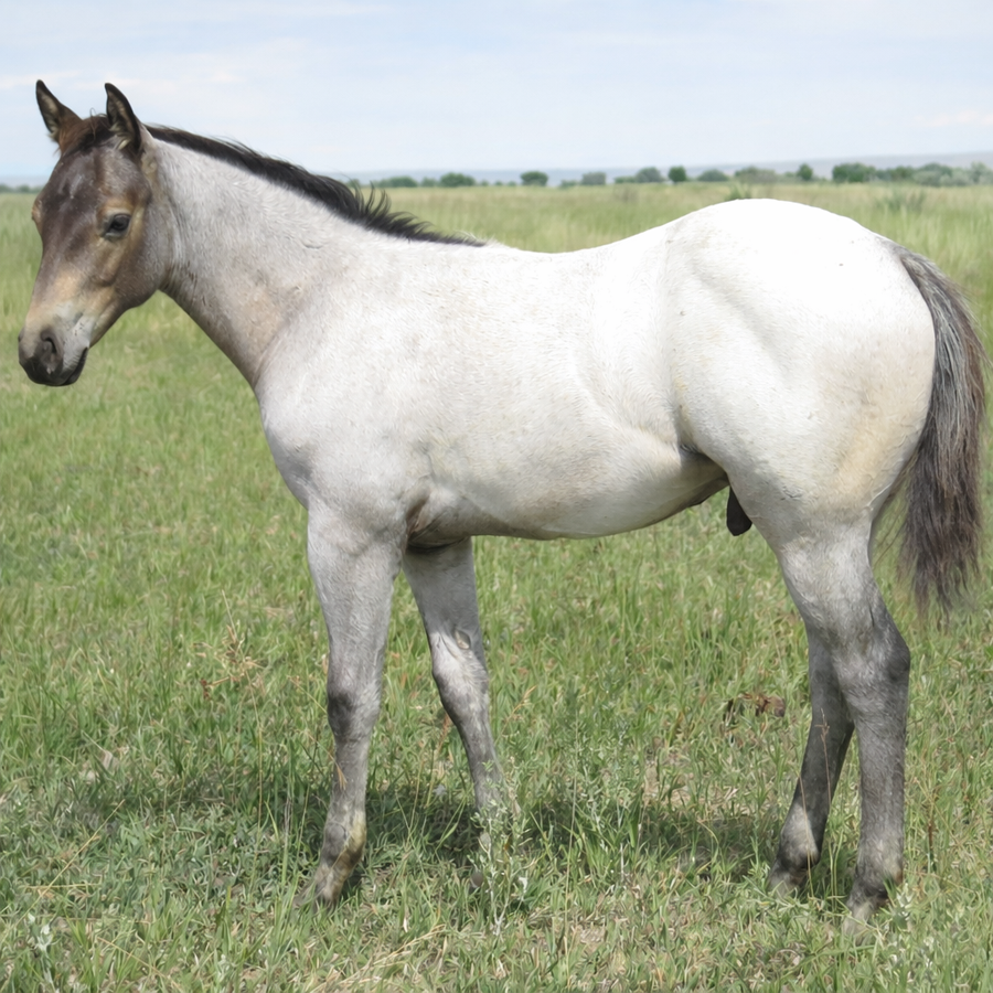 Light gray horse standing in a grassy field under a cloudy sky