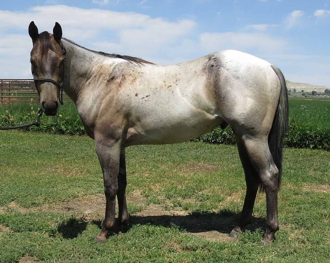 Gray horse standing on grass in a field under a bright sky.