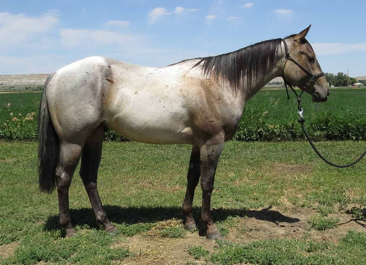A light gray horse standing on grass with a green field and blue sky behind it.