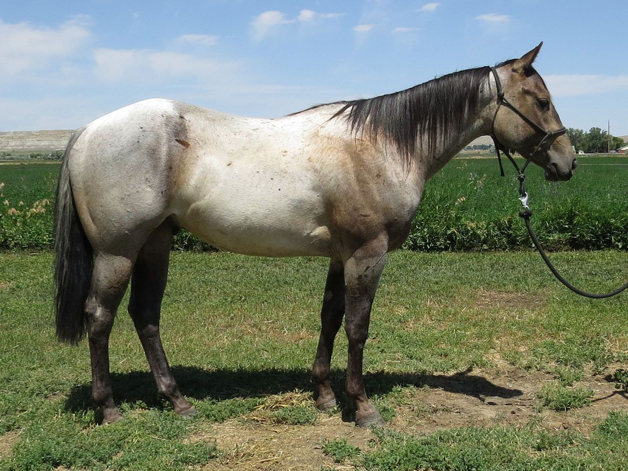 horses-in-training-prospects
