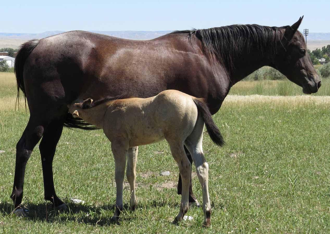 A dark horse stands beside a light foal in a grassy field under a clear sky.