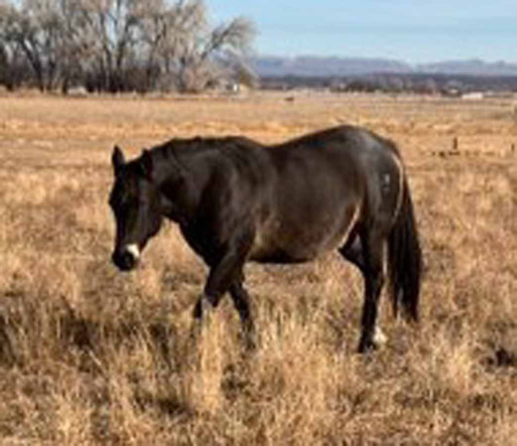 Dark brown horse standing in a dry grassy field with trees and hills in the background