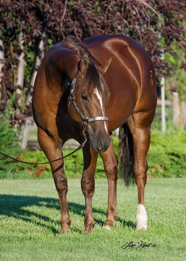 Brown horse standing on grass with head lowered, wearing a halter in a sunlit field.