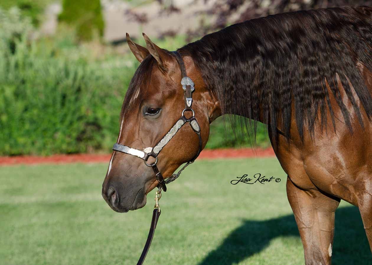 Brown horse wearing a bridle, standing on grass with a blurred garden background