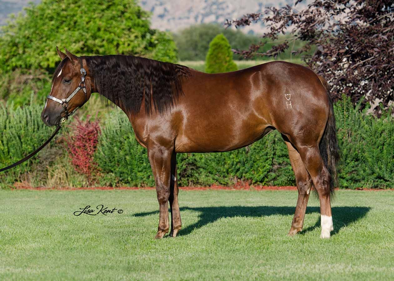 Brown horse standing on grass with a black mane and white sock, in front of green shrubs and hills.