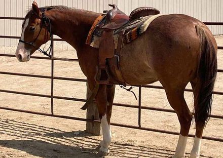 horses-in-training-wyoming