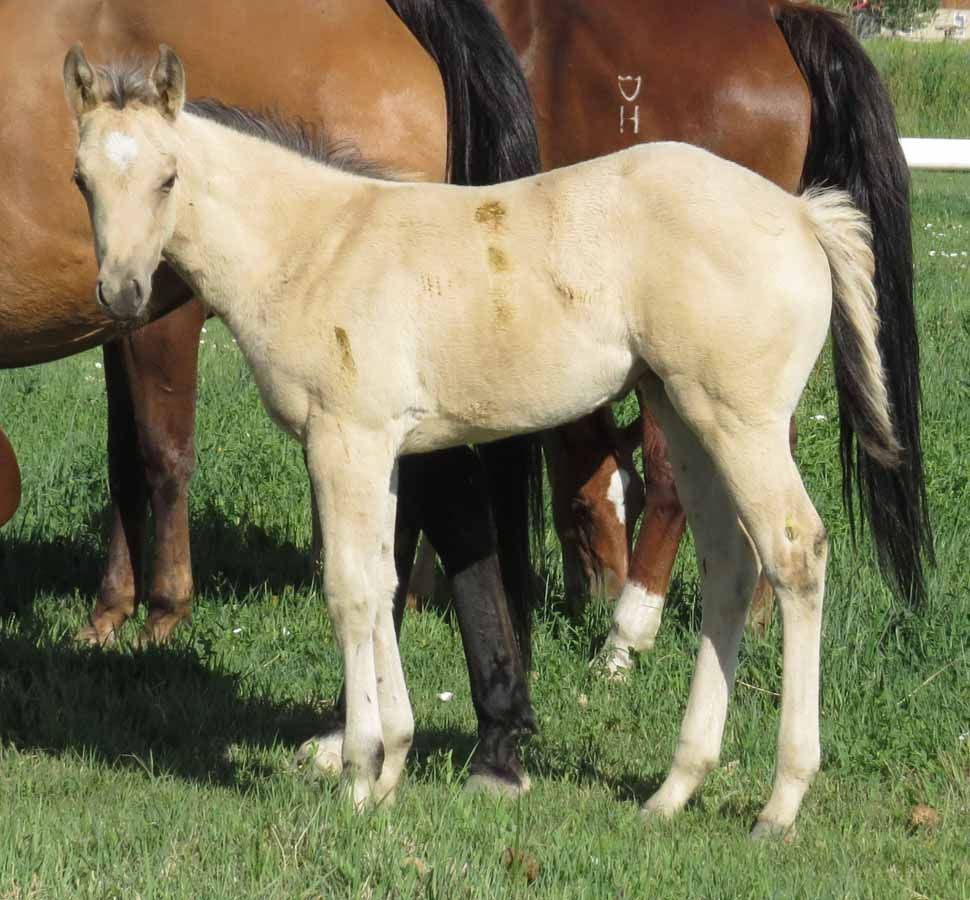 Light tan foal standing on grass in front of two horses