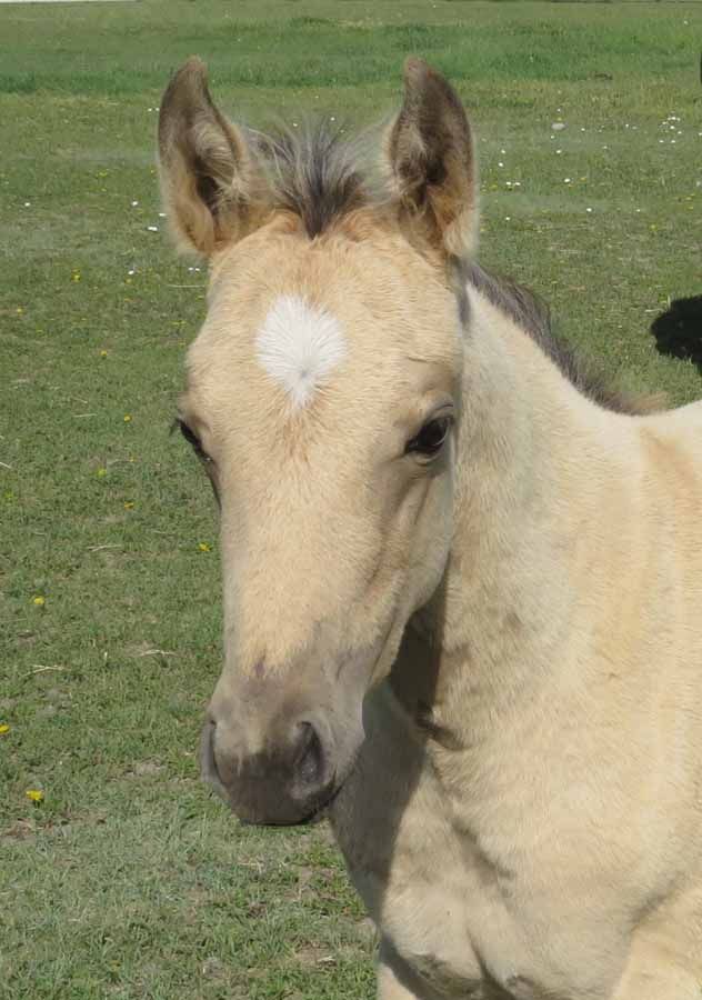 Young tan horse with a white forehead blaze standing in a grassy field