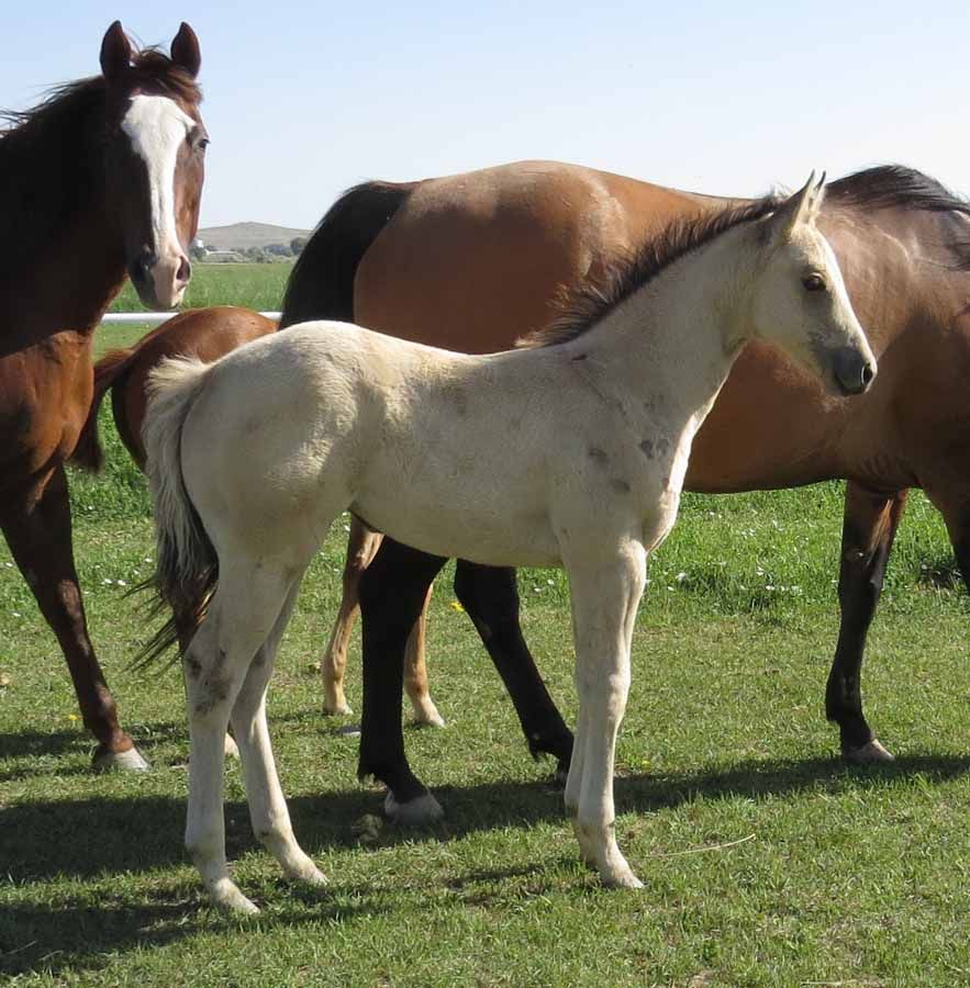 Three horses standing on a grassy field, including a white foal in the foreground