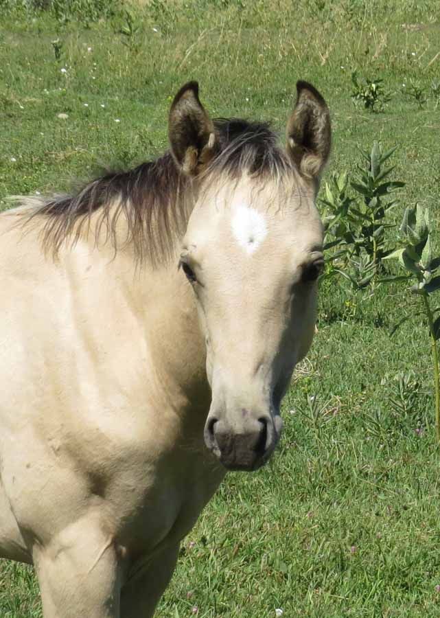 Light tan horse with a dark mane standing in a grassy field