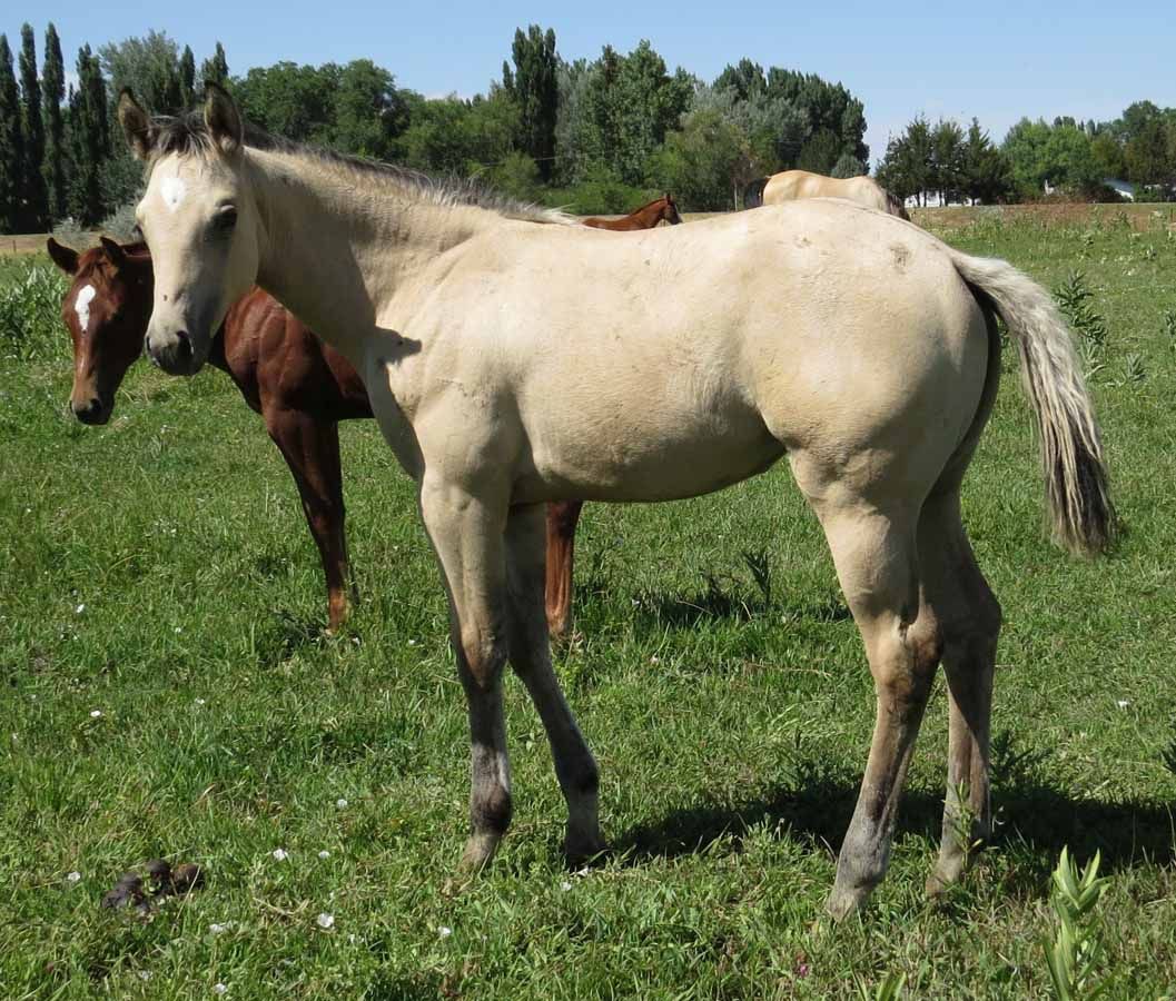 Two horses standing in a grassy field, one light-colored and one brown, with trees in the background