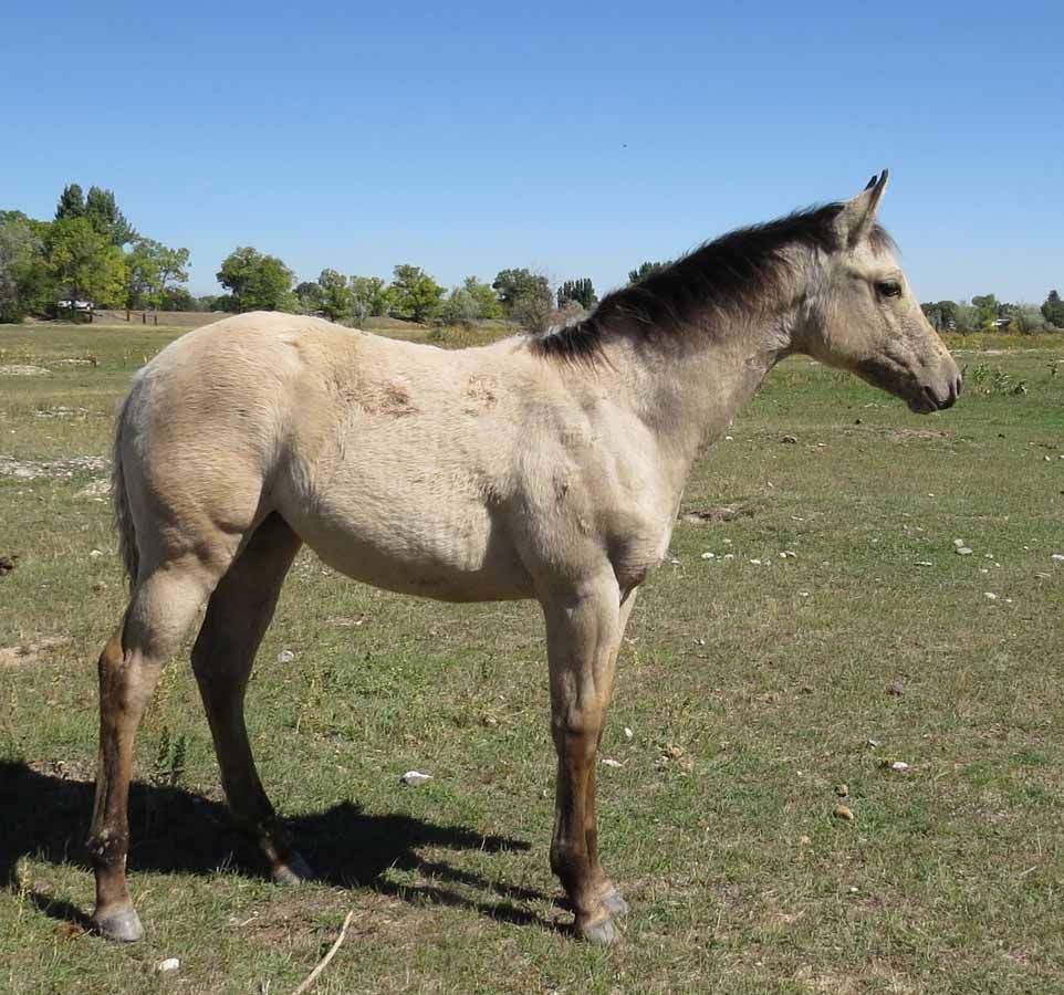 Light tan horse standing in a grassy field under a clear blue sky