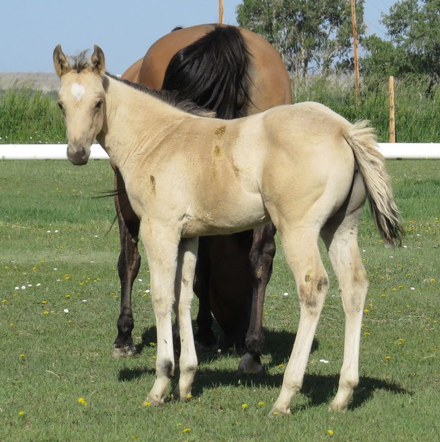 A light tan foal standing in front of a brown horse in a grassy field.