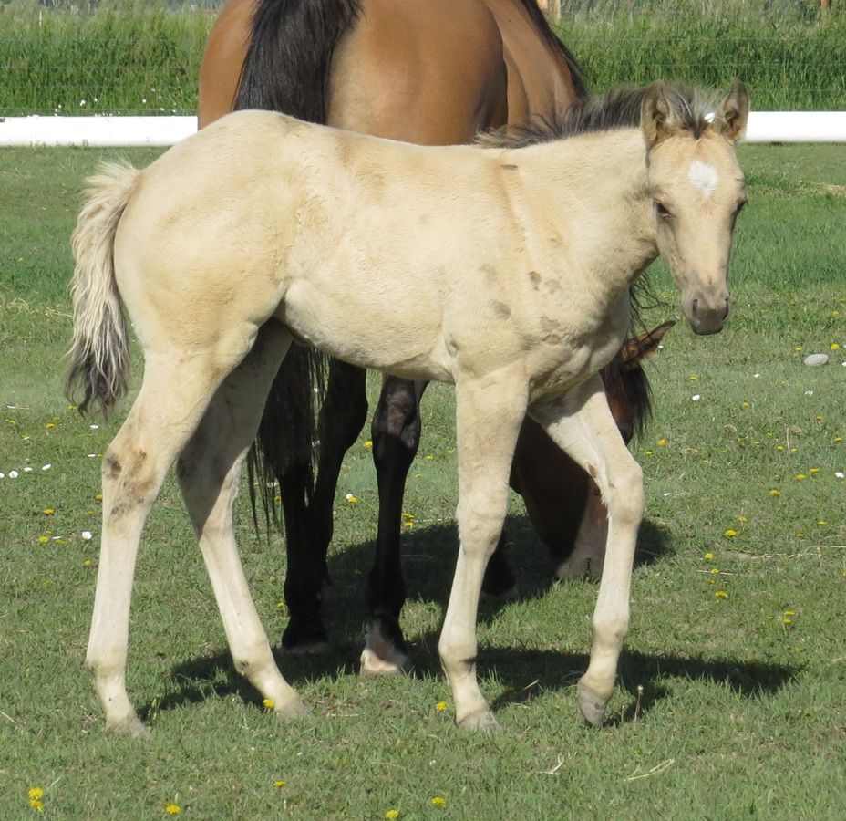 Light tan foal standing on grass with a brown horse in the background
