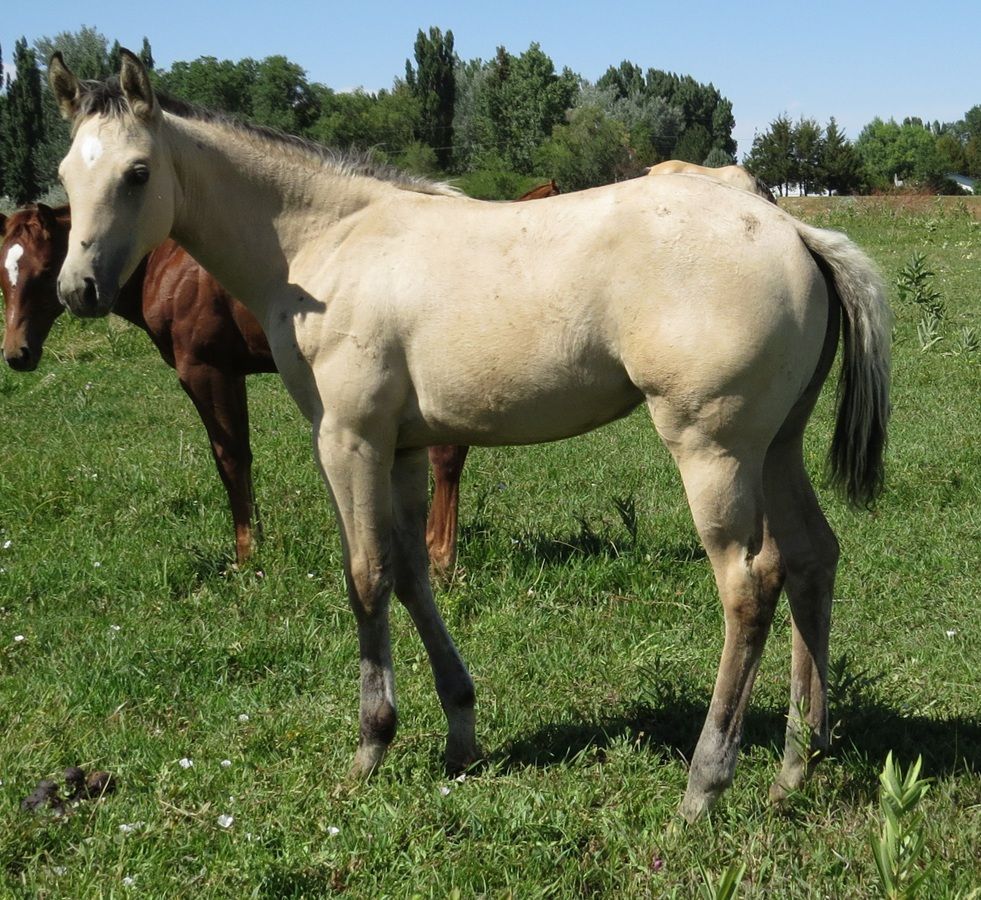 Light tan horse standing in a grassy field, with another horse partly visible behind it.